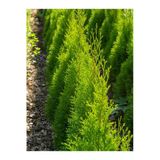 Nura Botanik Limoni Servi Çam Fidanı, 30-40 cm, Saksılı, Cupressus Macrocarpa
