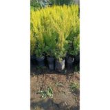 Nura Botanik Limoni Servi Çamı, 1 Adet Saksılı Tüplü, 30-60cm, Çok Renkli, Bahçe Bitkisi