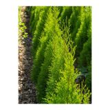 Nura Botanik Limoni Servi Fidanı, 10-15 cm, 10 Adet Tüplü, Cupressus Macrocarpa, Dış Mekan Sarmaşık Bitkisi