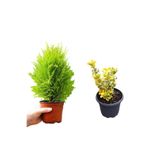 Nura Botanik Limoni Servi Fidanı 30-40cm + Altuni Taflan 30-40cm 2'li Set Saksılı Bahçe Bitkisi