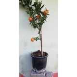 Nura Botanik Mandalina Ağacı 5 Yaş Saksılı