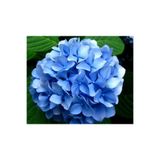 Nura Botanik Mavi Çiçekli Ortanca Fidanı, 30-55 cm, Tüplü, Blue Hydrangea