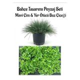 Nura Botanik Mavi Çim Saksılı (10-20cm) + Buz Çiçeği 20 Adet Bahçe Seti