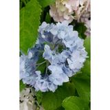 Nura Botanik Mavi Ortanca Çiçeği Fidanı, 30-60 cm, Saksılı, Hydrangea