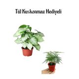 Nura Botanik Melek Kanadı Bitkisi, Tül Kuşkonmaz Hediyeli, Çiçekli Bodur Bitki