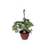 Nura Botanik Melek Kanadı Çiçeği - Ok Başı Sarmaşığı (Syngonium) Askılı Saksı'da, 20-30 cm, 2 Litre