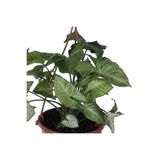 Nura Botanik Melek Kanadı Çiçeği - Ok Başı Sarmaşığı (Syngonium) Askılı Saksı'da