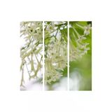Nura Botanik Melisa Çiçeği Fidanı, Parfüm Çiçeği, 15-30 cm, Tüplü, Çok Renkli