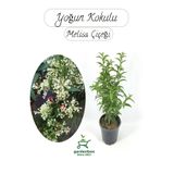 Nura Botanik Melisa Çiçeği Yoğun Kokulu, 30-40 cm, Saksılı