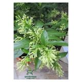 Nura Botanik Melisa Kolanya Çiçeği Saksıda, 30-60 cm, Cestrum Nocturnum