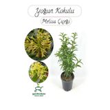 Nura Botanik Melisa Parfüm Çiçeği, 30-50 cm, 1 Adet, Cestrum Nocturnum