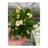 Nura Botanik Milii Dikenli Taç Çiçeği, Beyaz, 10-15 cm, Euphorbia milii