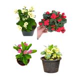 Nura Botanik Milli Dikenler Tacı Çiçeği, 4 Adet Set, Sarı Kırmızı Pembe Beyaz, 15-30cm Saksılı (Euphorbia)