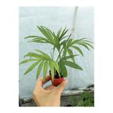 Nura Botanik Mini Areka Dağ Palmiyesi Fidanı, 15-30cm, Saksılı, İç Mekan Bitkisi