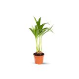Nura Botanik Mini Areka Fidanı, 15-30 cm, Saksılı, İç Mekan Salon Bitkisi