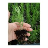 Nura Botanik Mini Boy Biberiye Fidanı, Kokulu Bitki, 5-15cm Potta, Çok Renkli
