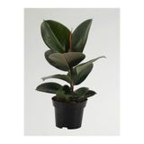 Nura Botanik Mini Boy Kauçuk Fidanı, 20-45cm, Saksılı, Ficus Elastica