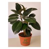 Nura Botanik Mini Boy Kauçuk Fidanı, 2'li Dikim, 20-45cm, Saksılı, Ficus Elastica