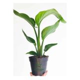 Nura Botanik Mini Boy Starliçe Cennet Çiçeği Saksılı 15-30cm, Strelitzia