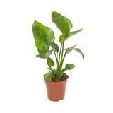 Nura Botanik Mini Boy Strelitzia Starliçe Cennet Kuşu Çiçeği, 15-30cm, 1 Adet, Saksılı