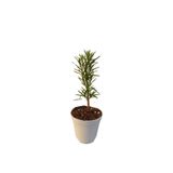 Nura Botanik Mini Itır Bitkisi Mis Kokulu, 5-10 cm, 1 Adet Saksılı