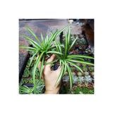 Nura Botanik Mini Kurdele Çiçeği, 15-25 cm, 2 Adet Saksılı, Dış Mekan Sarmaşık Bitkileri