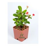 Nura Botanik Mini Pembe Renk Milli Dikenler Tacı Çiçeği, 10-15 cm