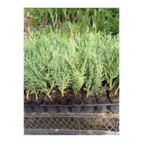 Nura Botanik Mini Potta Leylandi Fidanı, 10-25 cm, 20 Adet, Cupressus Leylandii