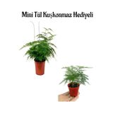 Nura Botanik Mini Tül Kuşkonmaz, Canlı İç Mekan Bitkisi