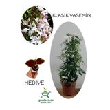 Nura Botanik Mis Kokulu Ada Yasemini Çiçeği, Saksılı, 30-60 cm, Yaprak Güzeli Bitkisi ile Combo