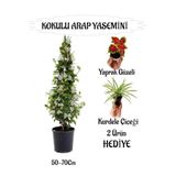 Nura Botanik Mis Kokulu Arap Yasemini, 50-70 cm, Kurdele Çiçeği Hediyeli