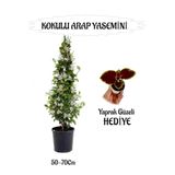 Nura Botanik Mis Kokulu Arap Yasemini, 50-70 cm, Yaprak Güzeli Hediyeli