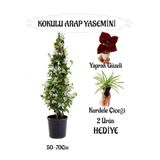 Nura Botanik Mis Kokulu Arap Yasemini 50-70cm + Kurdele Çiçeği Yaprak Güzeli Hediyeli