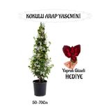 Nura Botanik Mis Kokulu Arap Yasemini 50-70cm + Yaprak Güzeli Hediyeli Peyzaj Seti