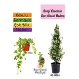 Nura Botanik Mis Kokulu Arap Yasemini, Alacalı Hedera Helix Sarmaşığı, Buz Çiçeği 3'lü Set