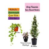Nura Botanik Mis Kokulu Arap Yasemini, Alacalı Hedera Helix Sarmaşığı, Telgraf Çiçeği 3'lü Set