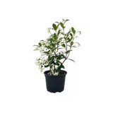 Nura Botanik Mis Kokulu Arap Yasemini Fidanı, 80-150 cm, Saksılı