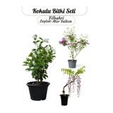 Nura Botanik Mis Kokulu Bitki Seti, Leylak-Mor Salkım-Filbahri Çiçeği, Saksılı Bahçe Çiçekleri