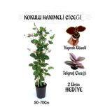 Nura Botanik Mis Kokulu Hanımeli Çiçeği 1 Adet + Yaprak Güzeli ve Telgraf Çiçekleri Hediye, 50-70 cm