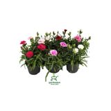 Nura Botanik Mis Kokulu Karanfil Çiçeği, Kırmızı-Pembe-Beyaz, 3 Adet Saksılı, 15-25 cm
