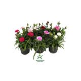 Nura Botanik Mis Kokulu Karanfil Çiçeği Kırmızı-Pembe-Beyaz 3 Adet Saksılı Bodur Tür 15-25cm