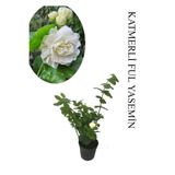 Nura Botanik Mis Kokulu Katlı Ful Yasemin Çiçeği, Saksılı, 30-60cm, Bahçe Bitkisi