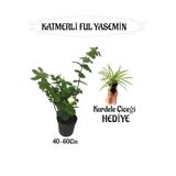 Nura Botanik Mis Kokulu Katmerli Ful Yasemin 40-60cm + Kurdele Çiçeği Hediyeli