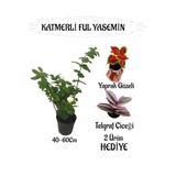 Nura Botanik Mis Kokulu Katmerli Ful Yasemin 40-60cm + Yaprak Güzeli Telgraf Çiçeği Hediyeli