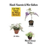 Nura Botanik Mis Kokulu Klasik Yasemin Çiçeği, Mor Salkım Ağacı Fidanı, Mezem Çiçeği Hediyeli Peyzaj Seti, 30-60 cm