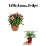 Nura Botanik Mis Kokulu Pembe Karanfil Çiçeği, Tül Kuşkonmaz Hediyeli, Bodur Çiçekli Bitki