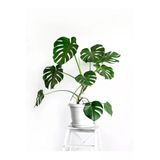 Nura Botanik Monstera Deliciosa, 1 Adet Saksılı, 40-60 cm, Yeşil