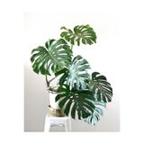 Nura Botanik Monstera Deliciosa Deve Tabanı, 80-100 cm, İç Mekan Bitkisi