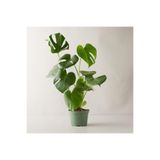 Nura Botanik Monstera Deliciosa Deve Tabanı, 90-110 cm, Yeşil