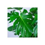 Nura Botanik Monstera Deliciosa Deve Tabanı Bitkisi, 40-50 cm, Saksılı, İç Mekan Bitkileri